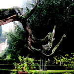 Le contorsioni di un albero © Alberto Pestelli 2004