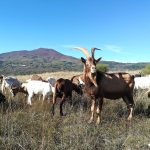 Le pastorelle biologhe del Monte Amiata
